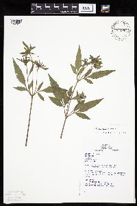Bidens vulgata image