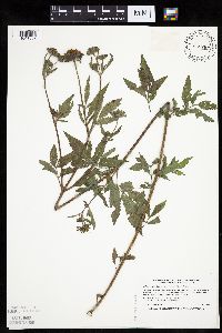 Bidens vulgata image