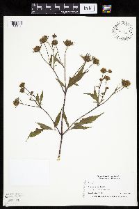 Bidens vulgata image