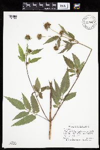 Bidens vulgata image