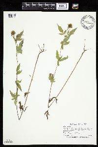 Bidens vulgata image