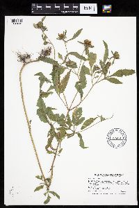 Bidens vulgata image