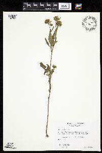 Bidens vulgata image