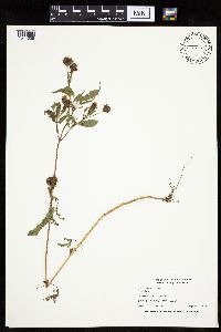 Bidens vulgata image