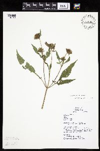 Bidens vulgata image