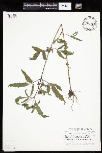Bidens vulgata image