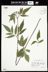Bidens vulgata image