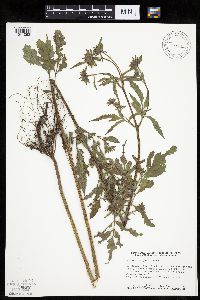 Bidens vulgata image