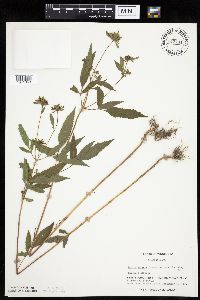 Bidens vulgata image