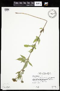 Bidens vulgata image