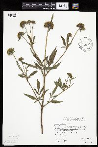 Bidens vulgata image