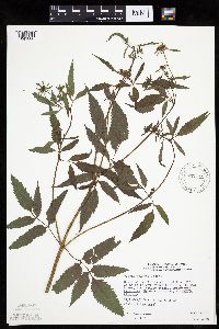Bidens vulgata image