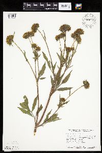 Bidens vulgata image