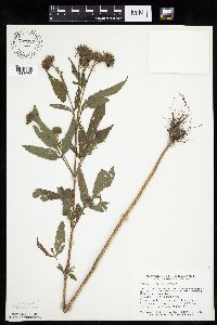 Bidens vulgata image
