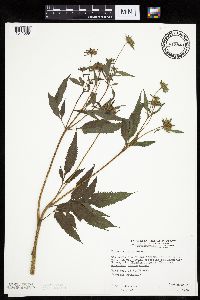 Bidens vulgata image