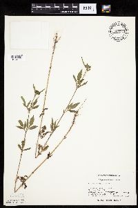 Bidens vulgata image