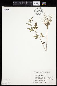 Bidens vulgata image