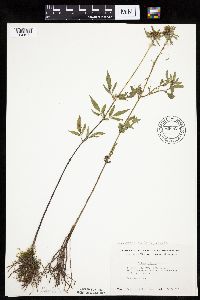 Bidens vulgata image