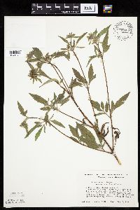 Bidens vulgata image