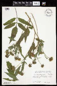 Bidens vulgata image