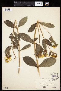 Media resource of Bidens laevis