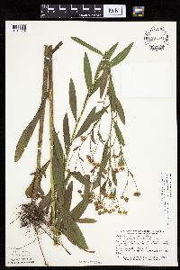 Boltonia asteroides image