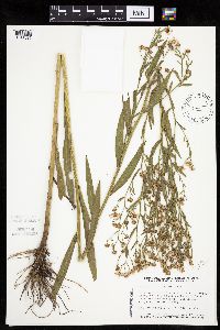 Boltonia asteroides image