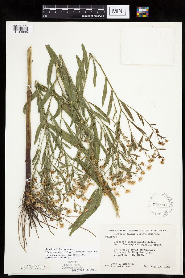 Boltonia asteroides var. latisquama image