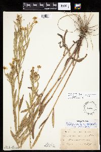 Boltonia asteroides image