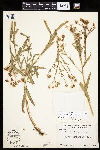 Boltonia asteroides image