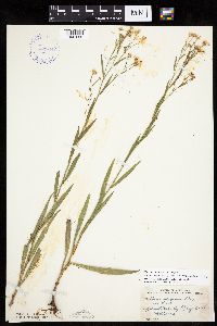 Boltonia asteroides image