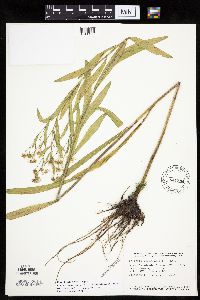 Boltonia asteroides image
