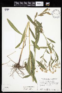 Boltonia asteroides image