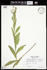 Boltonia asteroides image