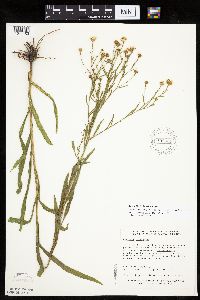Boltonia asteroides image