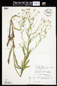 Boltonia asteroides image