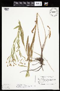 Boltonia asteroides image