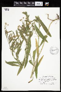 Boltonia asteroides image