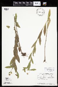 Boltonia asteroides image