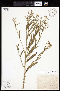 Boltonia asteroides image