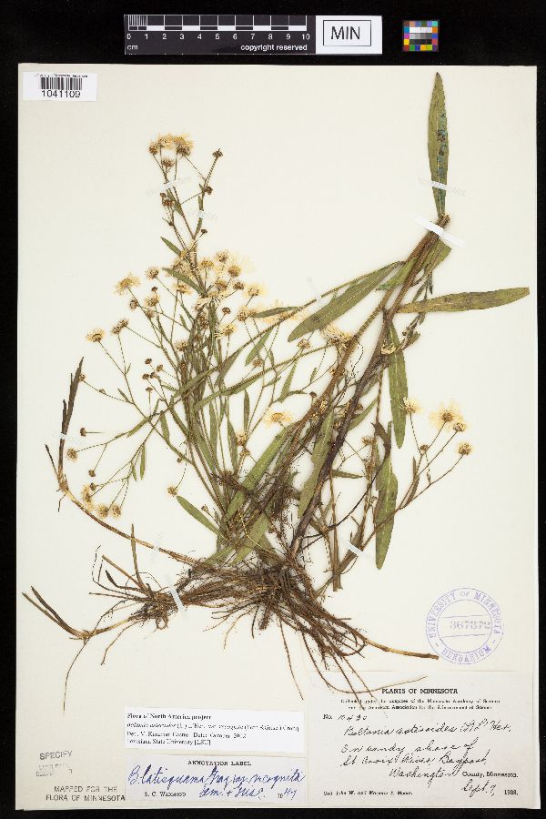 Boltonia asteroides var. recognita image