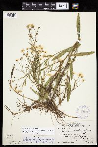 Boltonia asteroides image