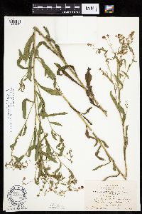 Boltonia asteroides image