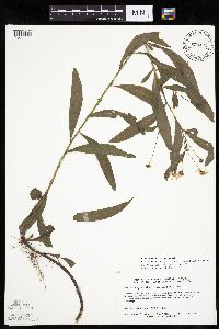 Boltonia asteroides image