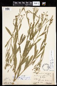 Boltonia asteroides image