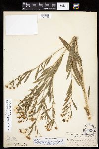 Boltonia asteroides image