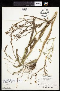 Boltonia asteroides image