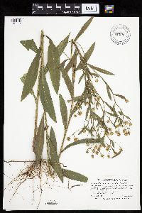 Boltonia asteroides image