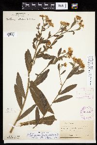 Boltonia asteroides image