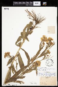 Boltonia asteroides image